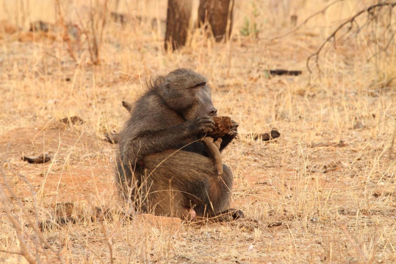 Inzalo Safari Lodge Welgevonden Game Reserve Zewnętrze zdjęcie