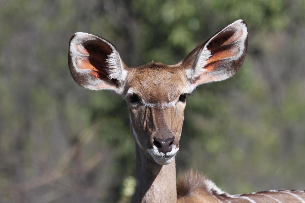 Inzalo Safari Lodge Welgevonden Game Reserve Zewnętrze zdjęcie