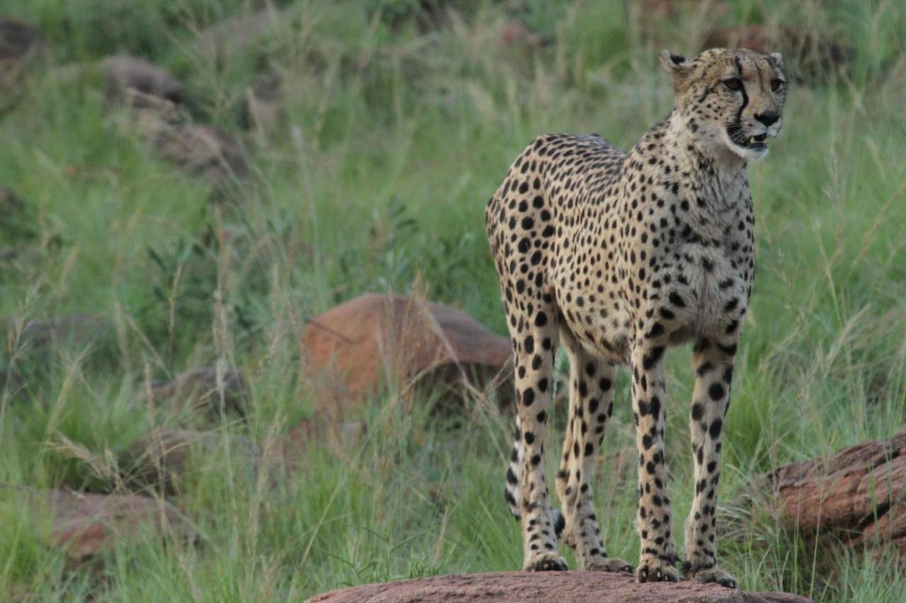 Inzalo Safari Lodge Welgevonden Game Reserve Zewnętrze zdjęcie