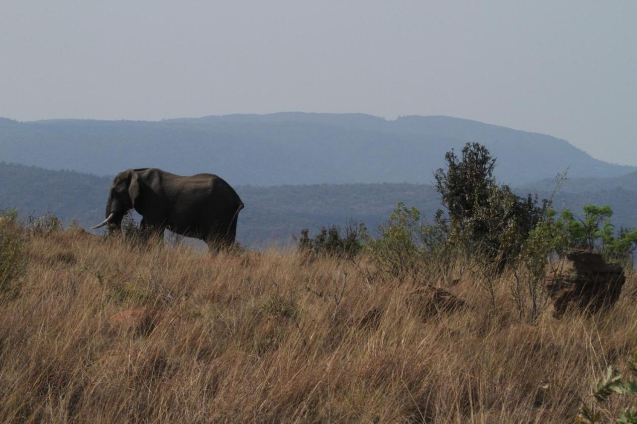 Inzalo Safari Lodge Welgevonden Game Reserve Zewnętrze zdjęcie